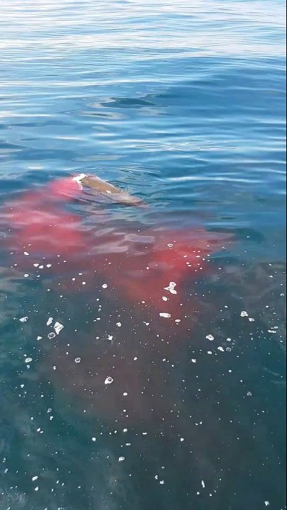 Une otarie se fait dévorer par un requin sous les yeux d'un pecheur