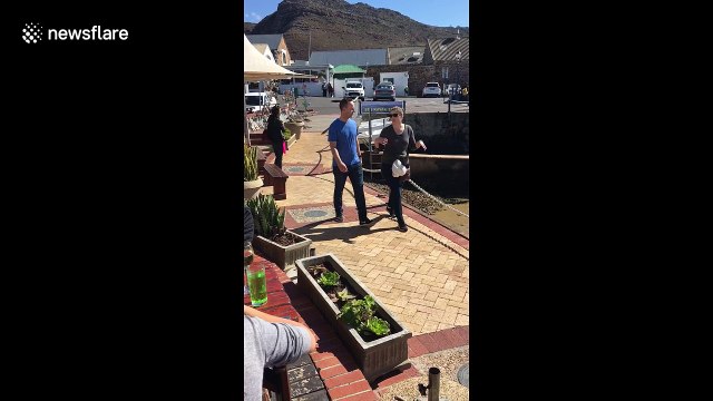 Man who sounds just like a dog makes tourists jump in Cape Town