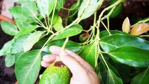 Growing Avocado : The best avocados to grow in your garden!