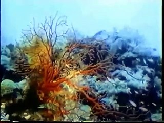 New Guinea Island Invaders (Nature Documentary)