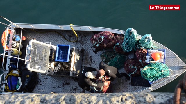 Baie de Saint-Brieuc. La rentrée des pêcheurs de coquille