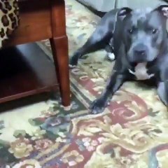 PITBULL ❤️ LOVE ❤️ PUPPY ❤️