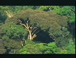 Documentary Ant EL ARBOL Y LAS HORMIGAS