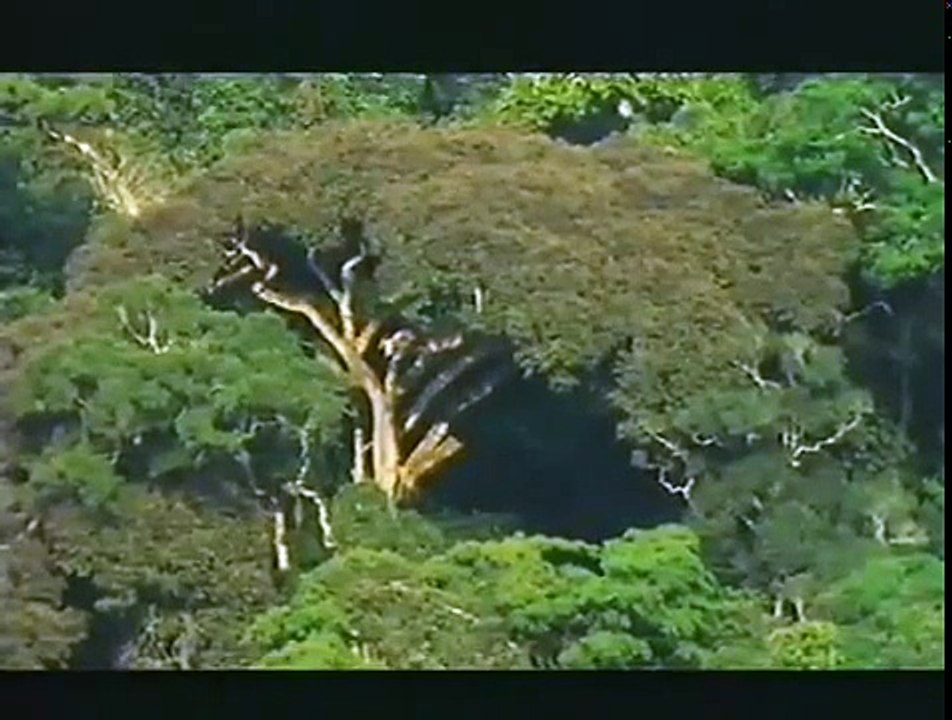Documentary Ant EL ARBOL Y LAS HORMIGAS