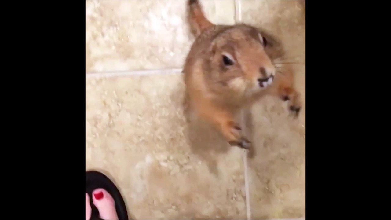Aller donne-moi une noisette!!!