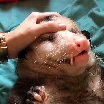 Cet animal est si moche et si mignon à la fois... Petit opossum calin