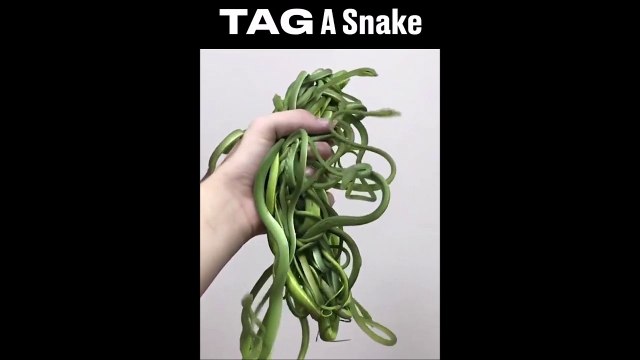 Une poignée de serpents... Dingue
