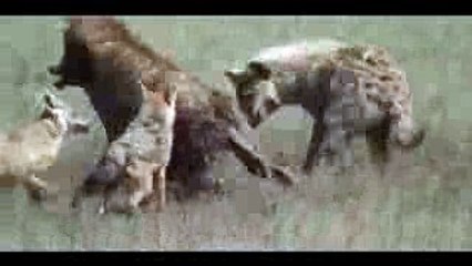 JACKALS KILLED AND EATEN BY BIG ONES HYENA, LION, LEOPARD, CHEETAH