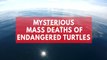 Mysterious mass death of endangered turtles baffles El Salvador officials