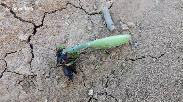 Praying mantis feasts on black field cricket