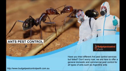 Rat Pest Control Perth