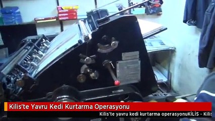 Kilis'te Yavru Kedi Kurtarma Operasyonu