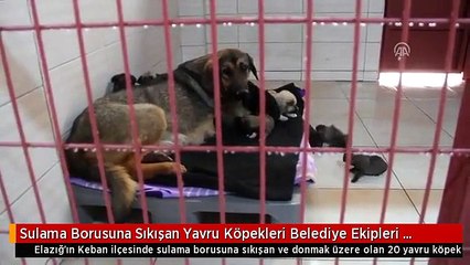 Sulama Borusuna Sıkışan Yavru Köpekleri Belediye Ekipleri Kurtardı