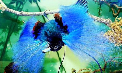 Tổng hợp những loài chim đẹp nhất thế giới (P1)