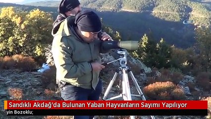 Sandıklı Akdağ'da Bulunan Yaban Hayvanların Sayımı Yapılıyor