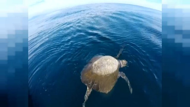 Continúa el misterio sobre las tortugas muertas de El Salvador