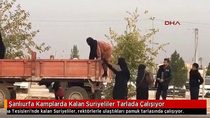 Şanlıurfa Kamplarda Kalan Suriyeliler Tarlada Çalışıyor