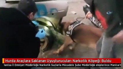 Hurda Araçlara Saklanan Uyuşturucuları Narkotik Köpeği Buldu