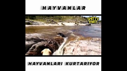 Birine hayvan demek iltifat olmalı... Hayvanların başka hayvanları kurtardığı muhteşem anlar