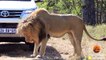 Lion Quickly Attacks Car! - Latest Sightings Pty Ltd