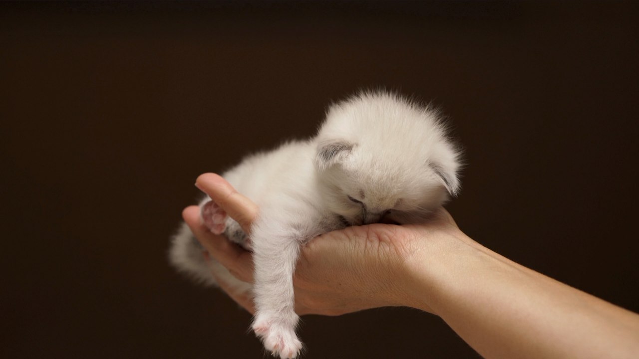 5 drôles boules de poils sur Terre