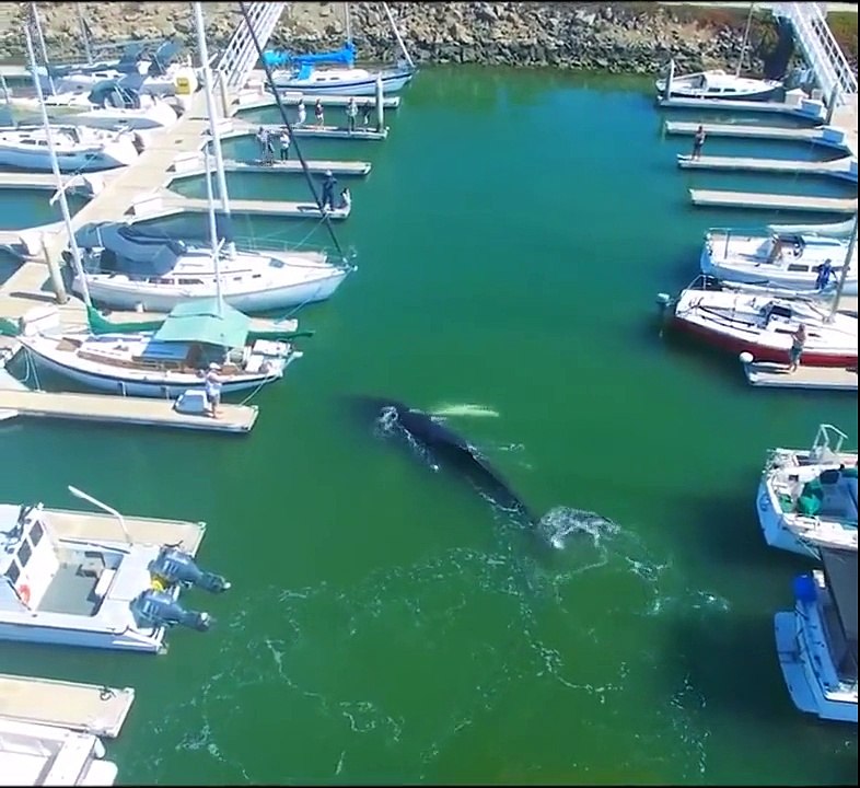 Amazing footage of giant whale getting up close and personal!!