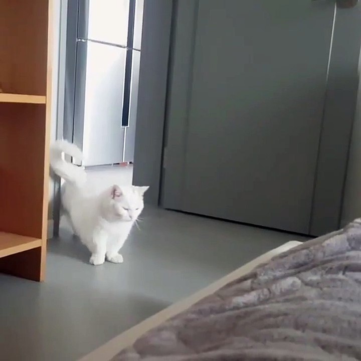 Video Kucing Lucu #052 | Vera Kitty 2017