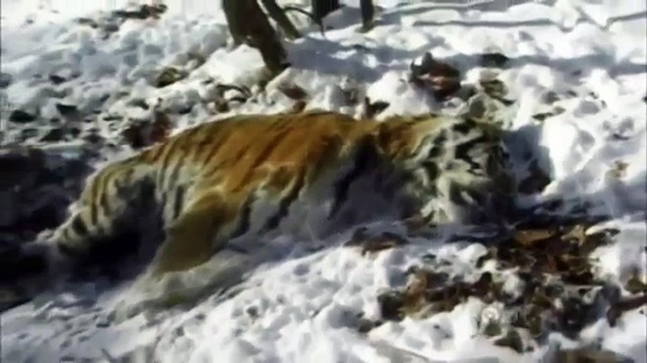 Siberian Tiger Quest (Full Documentary)