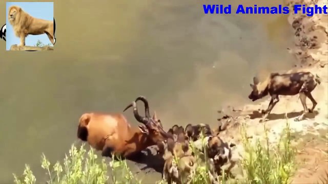 하이에나 대 야생 개 야생 동물 싸움 아프리카 야생 개는 사슴 대 멧돼지 대 하이에나를 공격