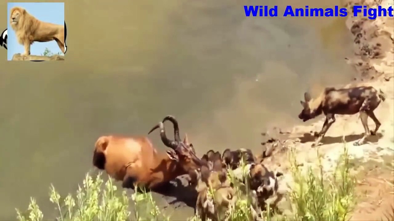 하이에나 대 야생 개 야생 동물 싸움 아프리카 야생 개는 사슴 대 멧돼지 대 하이에나를 공격