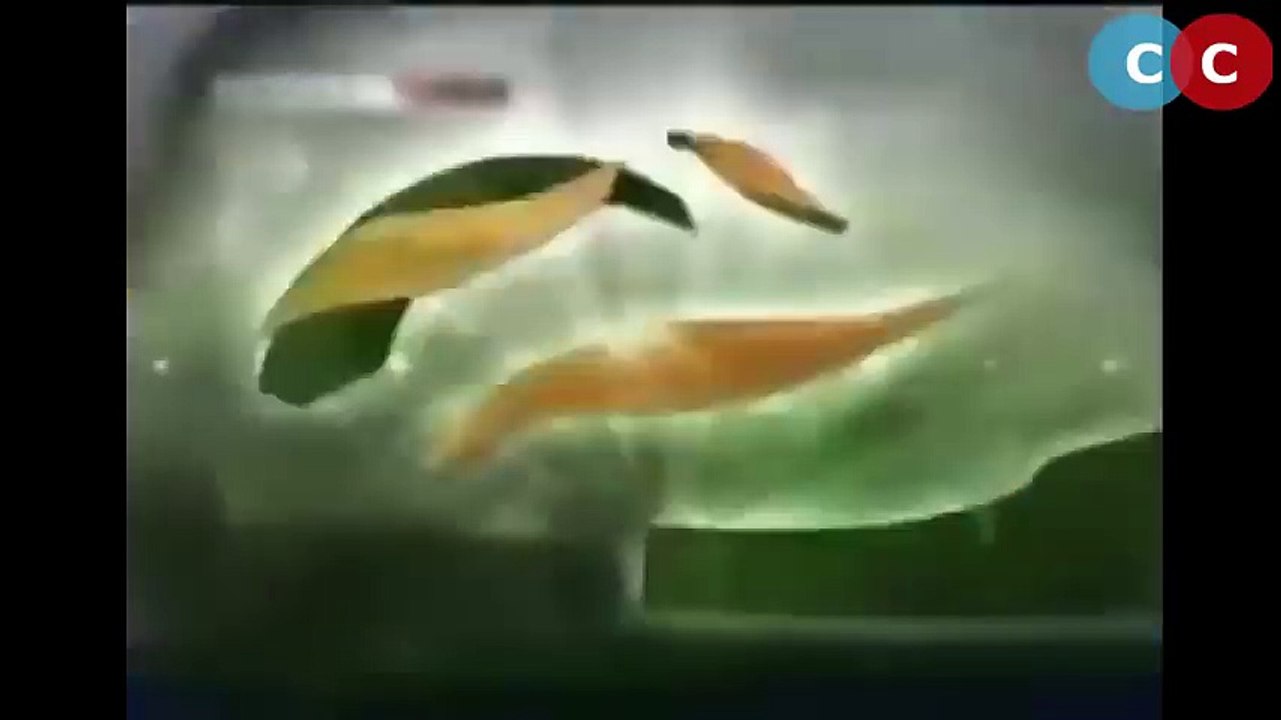 Mohammad Asif Megical Delivery To Hashim Amla