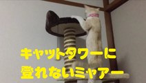 キャットタワーに登れないミャアー　A cat that can not climb the cat tower