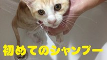 初めてのシャンプー　Cat that will be shampoo for the first time
