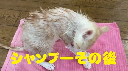 シャンプーその後　After shampoo