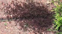 Documentary Ant Pavement Ants (Tetramorium caespitum) at War