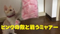 ピンクの敵と戦うミャアー　Cat fighting pink enemies