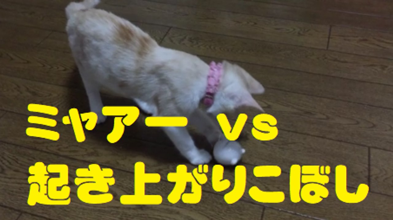 ミャアーVS起き上がりこぼし　a self-righting dharma doll