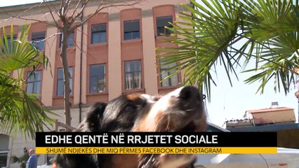 Edhe qentë në rrjetet sociale