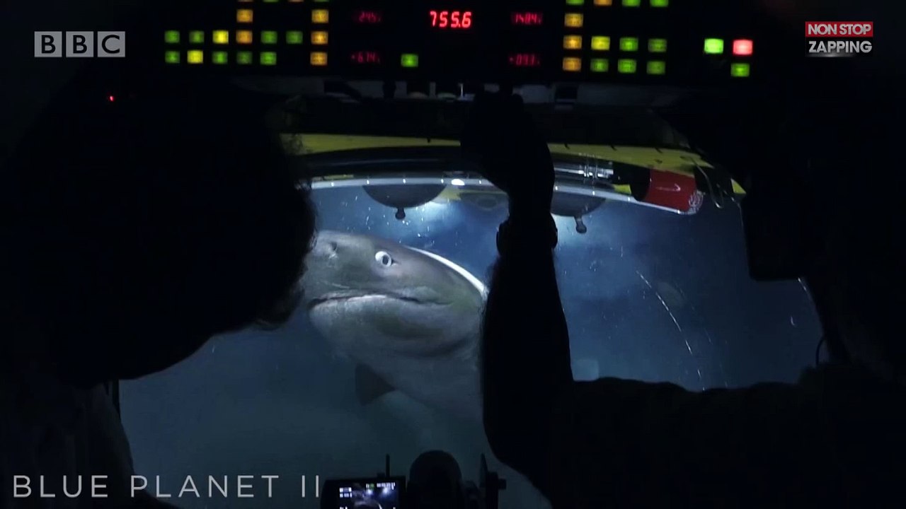 Des requins affamés attaquent le sous-marin d'une équipe de tournage (vidéo)