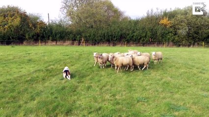 Basset Hound Is Unlikely Sheep Dog