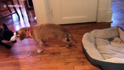 Pudge the paralysed puggle gets 'pug-induced rehab'