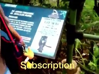 Suasana mencekam di hutan dinosaurus