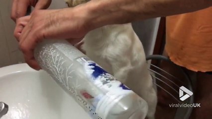 Laver les dents de son chien à la Vodka ! Le fou...