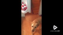 Un chien dressé à ouvrir le frigo et éteindre la lumière !