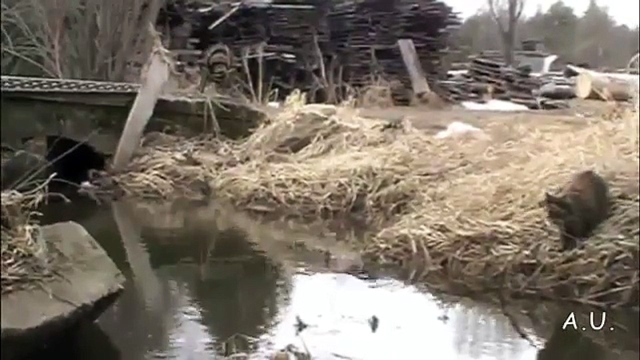 Agile ce chat saute par-dessus une rivière.. RATE !!