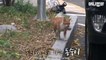 Ce chat de gouttière partage sa nourriture avec.. des chatons abandonnés !
