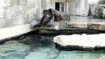 Gros duel entre deux otaries : qui aura le droit de monter sur le rocher !