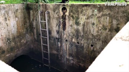 Wild Otters Climb Ladder Then Knock Over Phone In Singapore