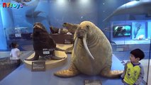 Doğal Tarih Müzesi Turu! Dinozorlar Hayvanlar Bugs oyuncakları