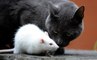 Gatos vs Ratos Especiais e Sortudos